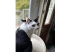 Adopt Dimple a Domestic Shorthair / Mixed (short coat) cat in Mount Laurel