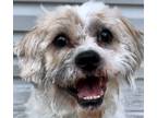 Adopt Moshi a White Shih Tzu dog in Springfield, VA (41558413)