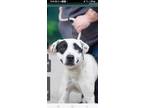 Adopt Baron a Staffordshire Bull Terrier dog in Wendell, NC (41558412)