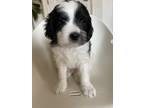 Adopt Ollie a Black - with White Miniature Poodle / Mixed dog in Pleasant Hill