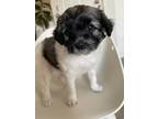 Adopt Pollie a Black - with White Miniature Poodle / Mixed dog in Pleasant Hill