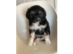 Adopt Hollie a Black - with White Miniature Poodle / Mixed dog in Pleasant Hill