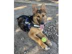 Adopt Heaven a Black - with Tan, Yellow or Fawn German Shepherd Dog / Mixed dog