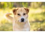 Adopt Ricky a Labrador Retriever / Golden Retriever / Mixed dog in Escondido