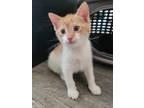 Adopt Parkour a Spotted Tabby/Leopard Spotted Domestic Shorthair (short coat)