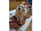 Adopt Luke a Poodle (Standard) / Mixed dog in Madison, AL (41558415)