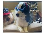 Adopt Luna a White - with Black Great Pyrenees / Great Dane dog in Dallas