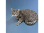 Adopt Big Ray a Gray, Blue or Silver Tabby Domestic Shorthair / Mixed (short