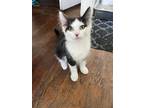 Adopt Professor a Spotted Tabby/Leopard Spotted Domestic Mediumhair / Mixed cat