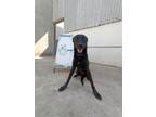 Adopt Karina a Black - with White Labrador Retriever / Mixed Breed (Medium) dog