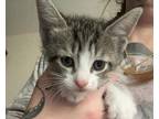 Adopt Yoshi a Spotted Tabby/Leopard Spotted Domestic Shorthair cat in Seminole
