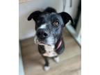 Adopt Churu a Black Mixed Breed (Medium) dog in San Diego, CA (41558361)