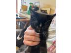 Adopt Hanz a Black & White or Tuxedo Domestic Shorthair (short coat) cat in