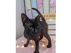 Adopt Goose a All Black Domestic Shorthair / Mixed (short coat) cat in Anoka