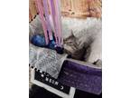 Adopt Carlow a Gray, Blue or Silver Tabby Domestic Shorthair / Mixed (short