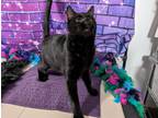 Adopt Kieran a All Black Domestic Shorthair / Mixed cat in Anoka, MN (41558303)