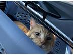 Adopt Dan a Orange or Red (Mostly) Domestic Shorthair / Mixed cat in Anoka
