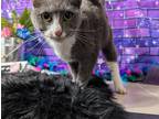 Adopt Stella a Spotted Tabby/Leopard Spotted Domestic Shorthair / Mixed cat in