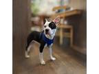 Adopt Gizmo Yarbo-4327TN a White - with Black Boston Terrier dog in Maryville