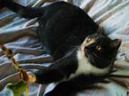 Adopt Darcy (FeLV+) a Calico / Mixed (short coat) cat in Skippack, PA (41558279)