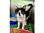 Adopt Jane a White Domestic Shorthair / Mixed cat in Anoka, MN (41558295)