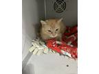 Adopt Queenie a Orange or Red Domestic Shorthair / Mixed (short coat) cat in