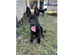 Adopt Scooby a Black German Shepherd Dog / Mixed dog in Houston, TX (41558218)