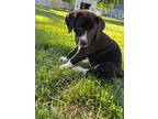 Adopt Holly a Black - with White Labrador Retriever dog in South Bend