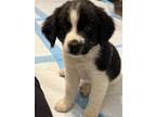 Adopt Howie a Black - with White Labrador Retriever dog in South Bend