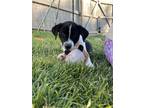 Adopt Hondo a Black - with White Labrador Retriever dog in South Bend
