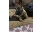 Adopt Echo a Black - with Tan, Yellow or Fawn German Shepherd Dog / Belgian
