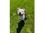 Adopt Stanley a Pit Bull Terrier