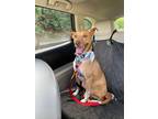 Adopt Peaches a Terrier (Unknown Type, Medium) / Mixed Breed (Medium) dog in