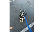 Adopt Titus a Brown/Chocolate - with White German Shepherd Dog / Australian