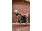 Adopt Sobso a Brown/Chocolate Portuguese Water Dog / Mixed dog in Astoria