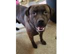 Adopt Baby a Brindle American Pit Bull Terrier / Mixed dog in Imperial