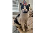 Adopt Oreo a Domestic Shorthair / Mixed (short coat) cat in Brigham City -