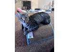 Adopt Kew Gardens a Domestic Shorthair / Mixed cat in Colorado Springs