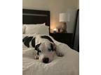 Adopt Finnegan ASAP! a American Pit Bull Terrier / Mixed dog in La Honda