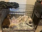 Adopt Bear a White - with Tan, Yellow or Fawn Australian Shepherd / Australian