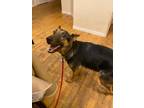 Adopt Awna a Black - with Tan, Yellow or Fawn German Shepherd Dog / Mixed dog in