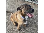 Adopt Kilo a Red/Golden/Orange/Chestnut - with Black Belgian Malinois / Mixed