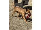 Adopt Wiley a Red/Golden/Orange/Chestnut Australian Cattle Dog / Mixed dog in