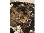Adopt Athena a Brown Tabby Domestic Shorthair / Mixed (short coat) cat in Jb