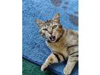 Adopt Maxine a Tortoiseshell Tabby / Mixed (short coat) cat in Front Royal