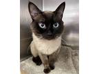Adopt Chong (bonded w/Cheech) a Cream or Ivory Siamese / Mixed cat in Oakland