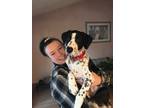 Adopt Ollie a Black - with White Dalmatian / Shepherd (Unknown Type) / Mixed dog