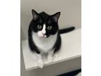 Adopt Lupin a Domestic Shorthair / Mixed (short coat) cat in Raleigh