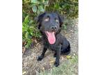 Adopt KEVIN a Black Australian Shepherd / Mixed dog in Branford, CT (41557833)