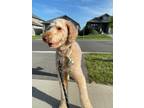 Adopt Spudley a Tan/Yellow/Fawn Poodle (Standard) / Mixed dog in Cambridge